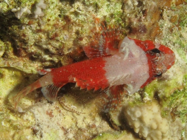 Scorpaenodes Parvipinis